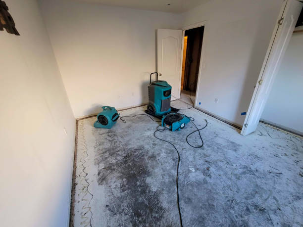 Best Mold removal after water damage  in High Point, FL