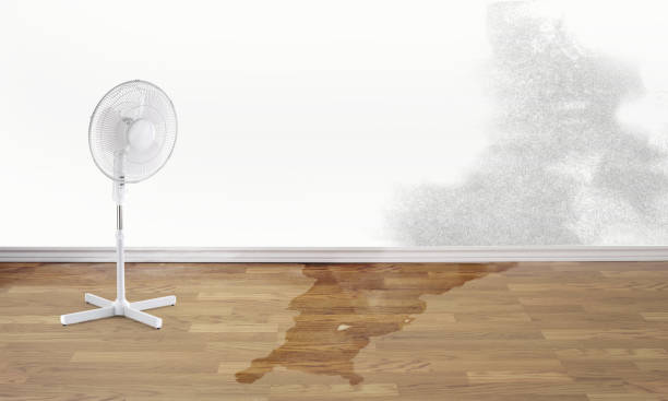 Best Water damage contractors near me  in High Point, FL