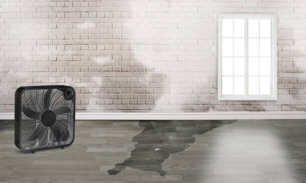 Best Water damage repair service  in High Point, FL